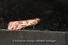 Acrobasis porphyrella
