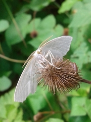 Campaea perlata