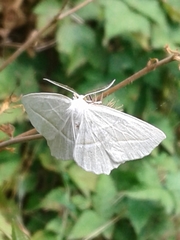 Campaea perlata