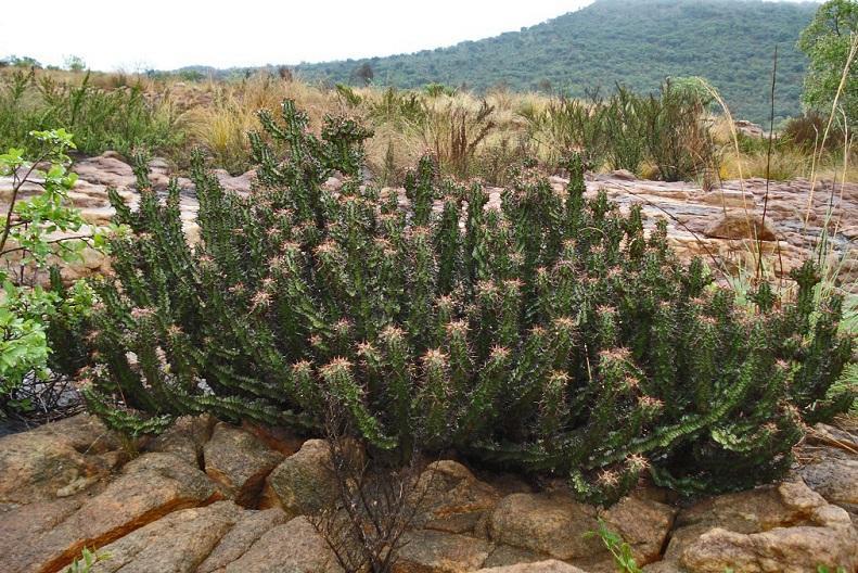 Euphorbia knobelii