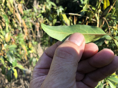 Ehretia saligna membranifolia