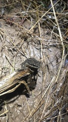 Pseudacris triseriata