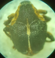 Mononychus vulpeculus