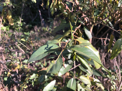 Ehretia saligna membranifolia