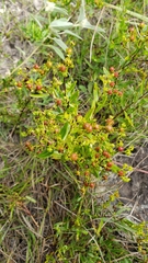 Hypericum sphaerocarpum