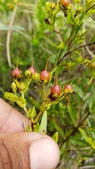 Hypericum sphaerocarpum