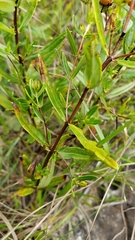 Hypericum sphaerocarpum