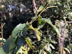 Ehretia saligna membranifolia