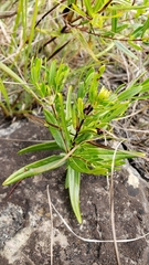 Hypericum sphaerocarpum