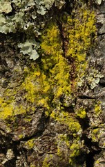 Chrysothrix xanthina