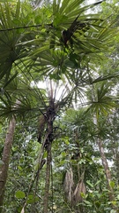 Cryosophila stauracantha