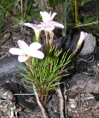 Oxalis polyphylla polyphylla
