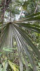 Cryosophila stauracantha