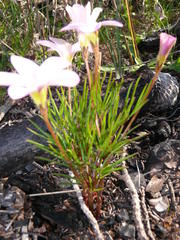 Oxalis polyphylla polyphylla