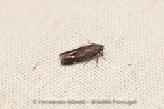 Aproaerema anthyllidella