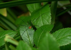 Leiobunum politum