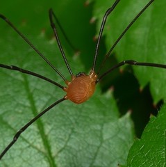 Leiobunum politum