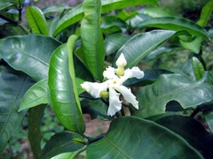 Tabernaemontana ventricosa