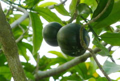 Tabernaemontana ventricosa