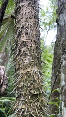 Cryosophila stauracantha