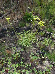 Oxalis pes-caprae pes-caprae