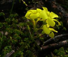 Oxalis pes-caprae pes-caprae