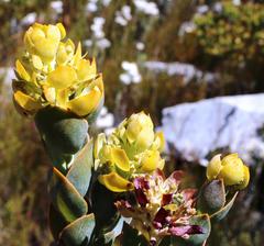 Thesium euphorbioides