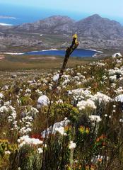 Thesium euphorbioides