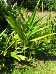 Siphonochilus aethiopicus