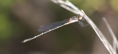 Austrolestes minjerriba