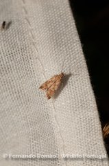 Brachmia blandella