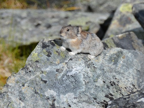 Collared Pika