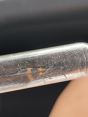 Calopteron reticulatum