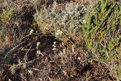 Lichtensteinia obscura