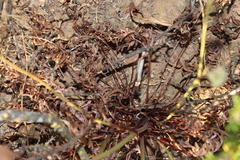 Lichtensteinia obscura