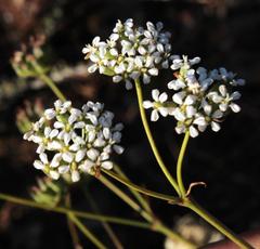 Lichtensteinia obscura