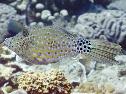 Japanese File Fish Scrawled Filefish (ソウシハギ) (Kushimoto aquarium and undersea tower ...