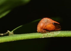 Cymbomorpha