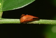 Cymbomorpha