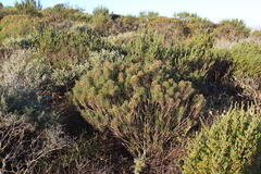 Othonninae