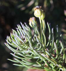 Othonninae