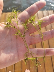 Najas flexilis
