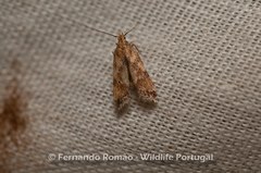 Brachmia blandella