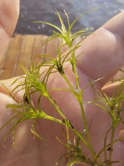 Najas flexilis