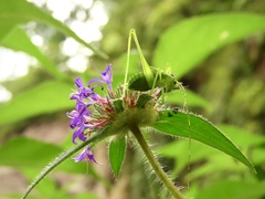 Crusea hispida