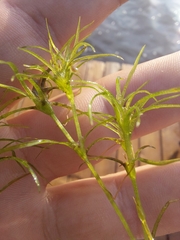 Najas flexilis
