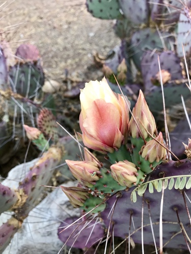 Purple prickly pear