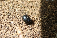 Saprininae
