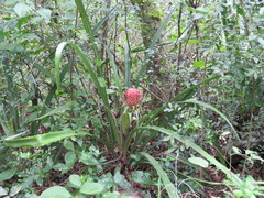 Ananas comosus bracteatus