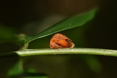 Cymbomorpha